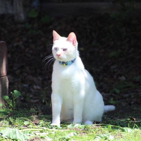 Meet your Posher, Lara - Picture 9 of 15